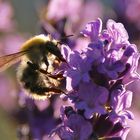 Hummel im abendlichen Gegenlicht