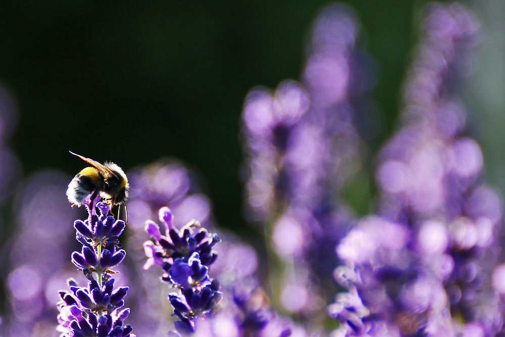 Hummel im abendlichen Gegenlicht am Lavendel