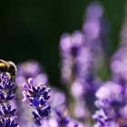 Hummel im abendlichen Gegenlicht am Lavendel