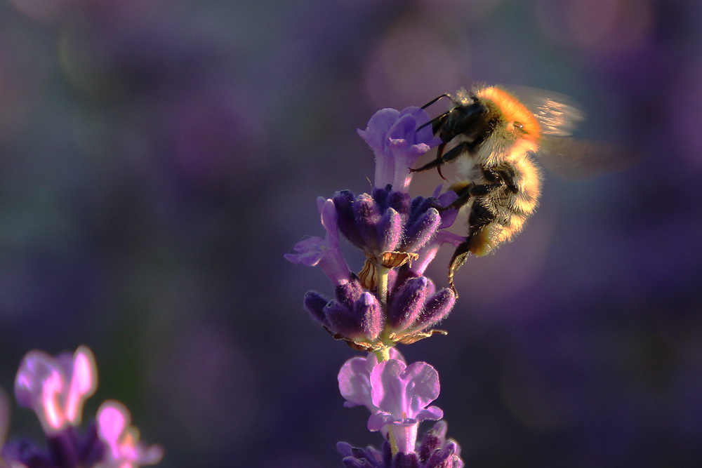 Hummel im abendlichen Sonnenlicht