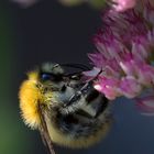 Hummel im Abendlicht