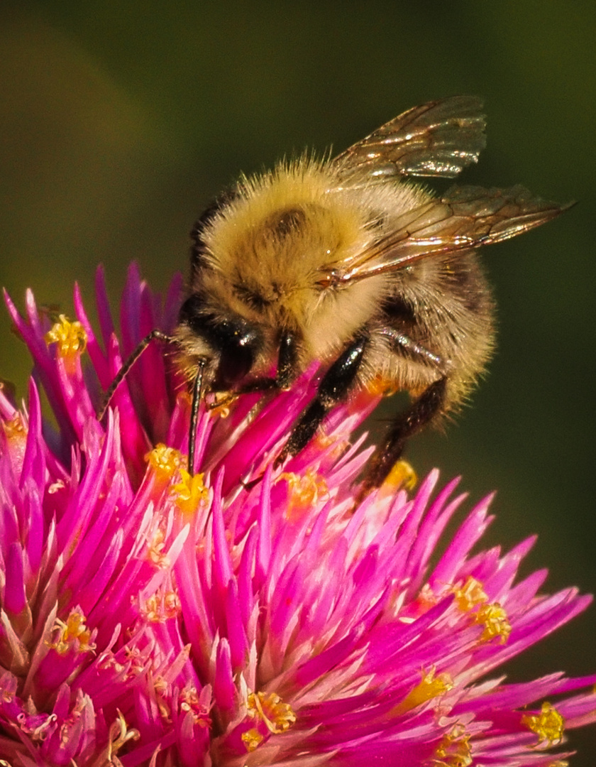 Hummel im Abendlicht-3