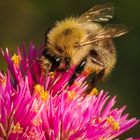 Hummel im Abendlicht-3