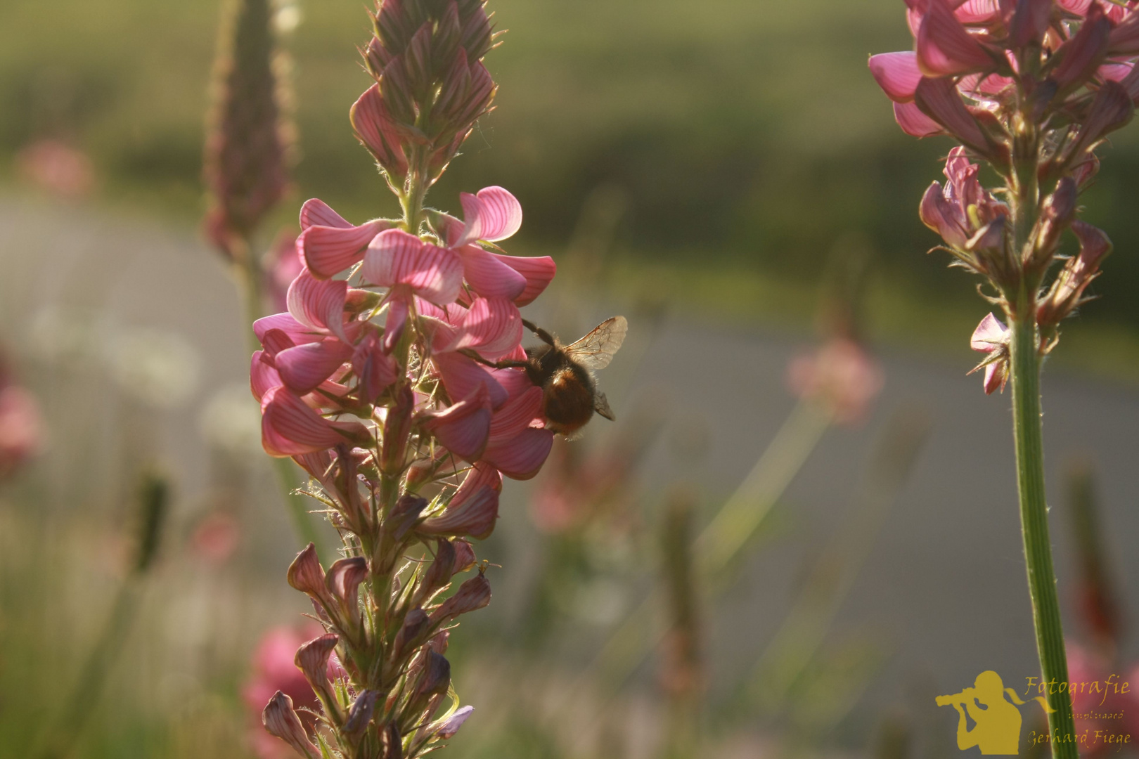 Hummel im Abendlicht