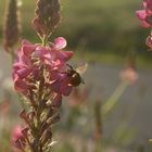 Hummel im Abendlicht