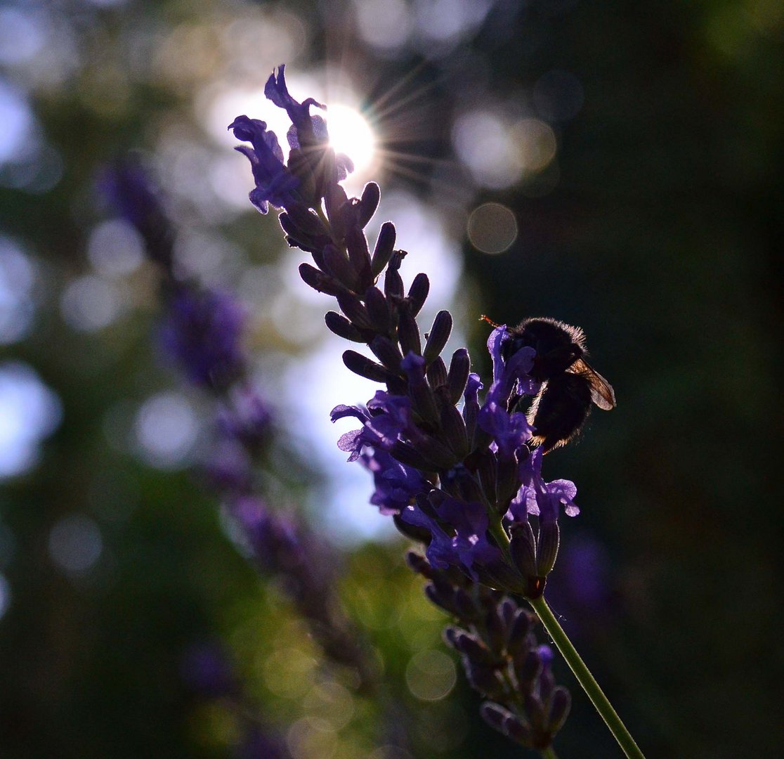 Hummel im Abendlicht