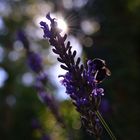 Hummel im Abendlicht