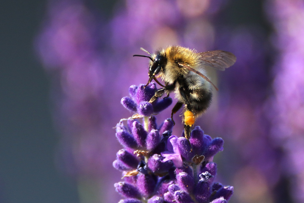 Hummel im Abendlicht an der Lavendelblüte