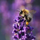 Hummel im Abendlicht an der Lavendelblüte