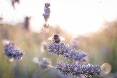 Hummel im Abendlicht