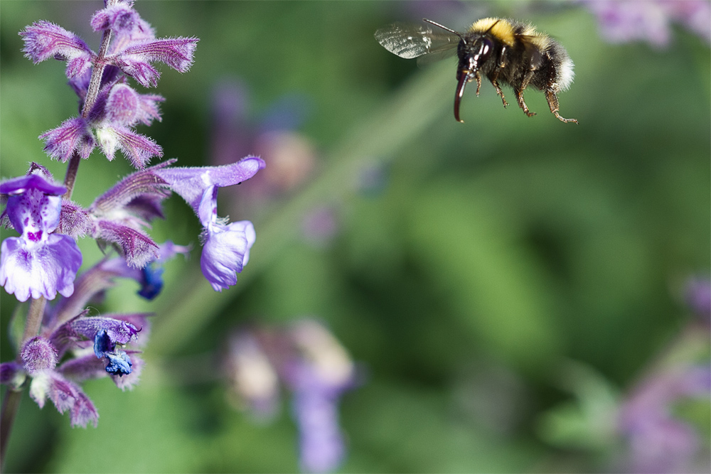 Hummel im Abflug 2