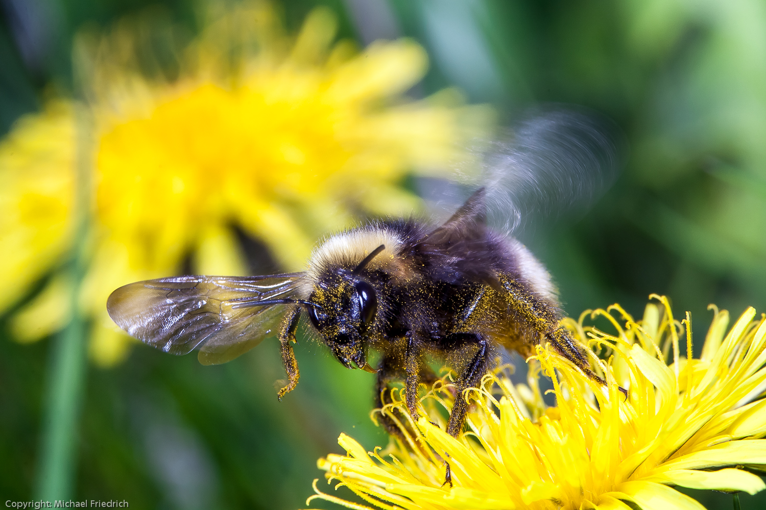 Hummel im Abflug