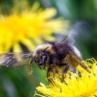 Hummel im Abflug