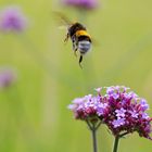 Hummel im Abflug