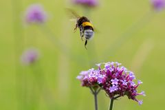 Hummel im Abflug