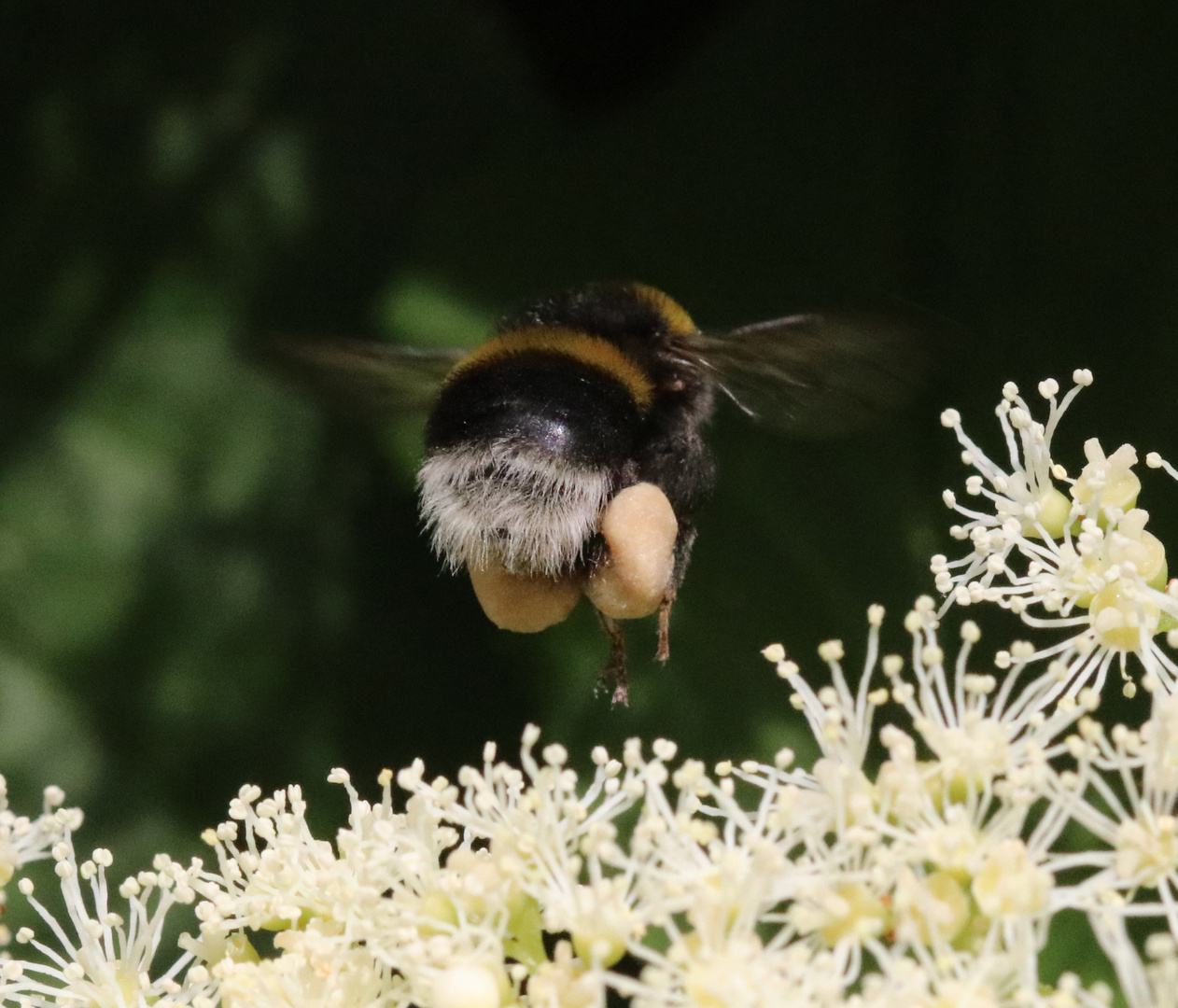 Hummel im Abflug