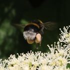 Hummel im Abflug