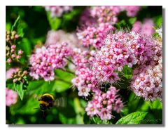 Hummel im Abflug