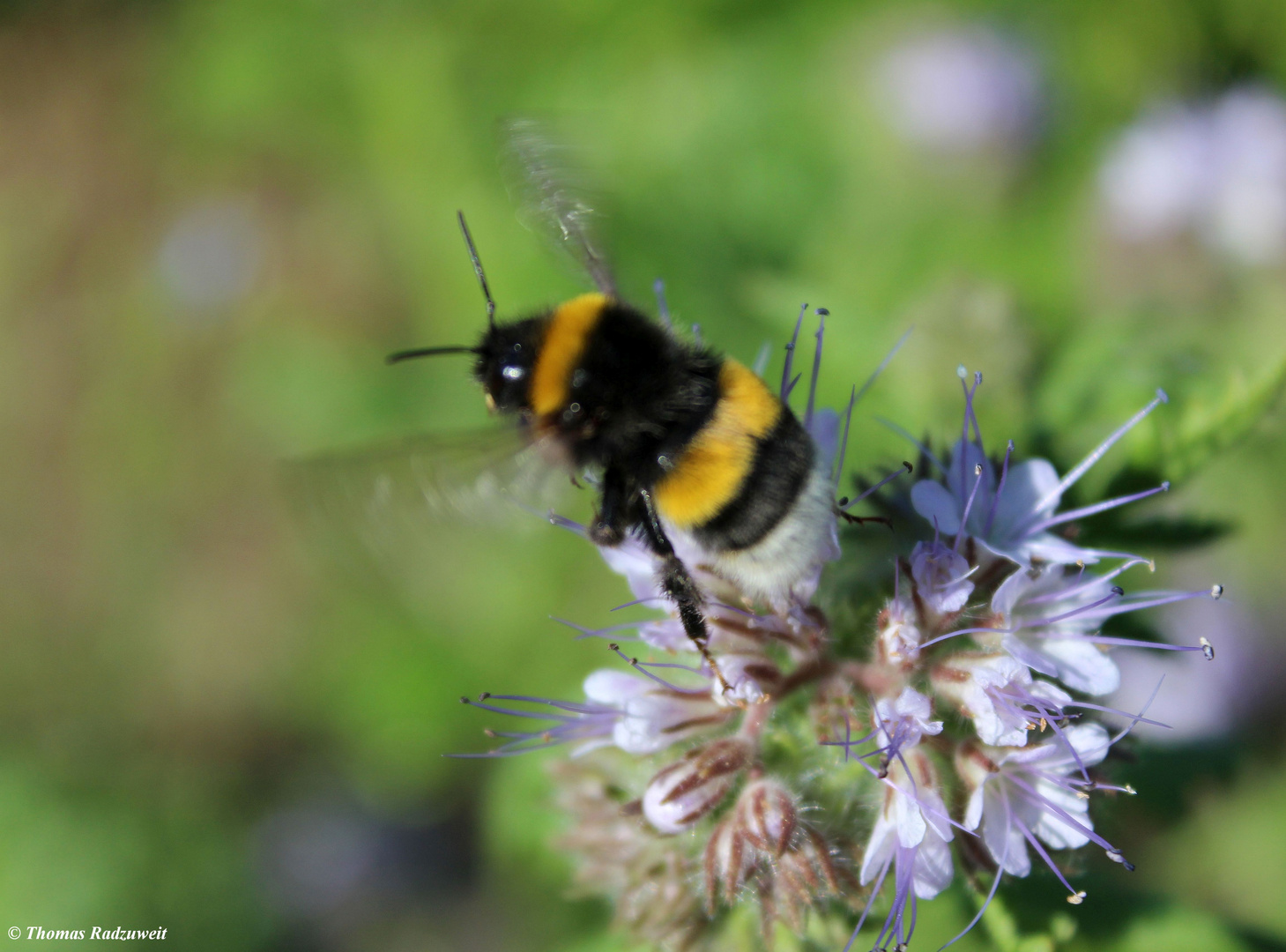 Hummel im Abflug.