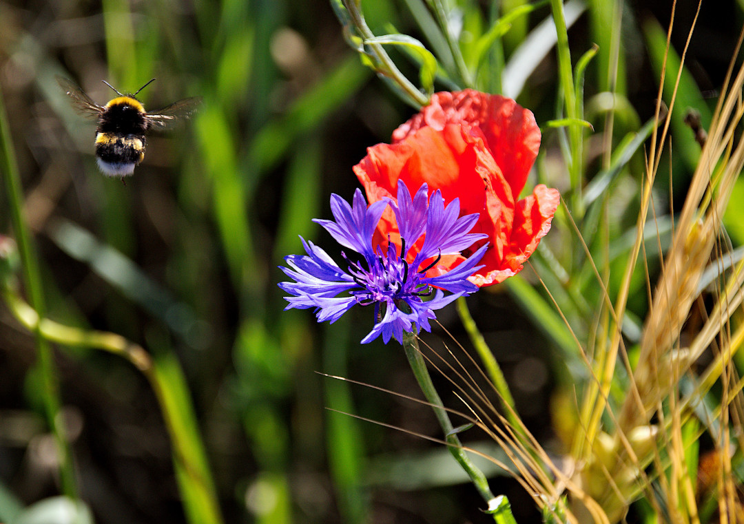 Hummel im Abflug 