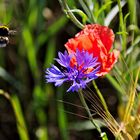 Hummel im Abflug 