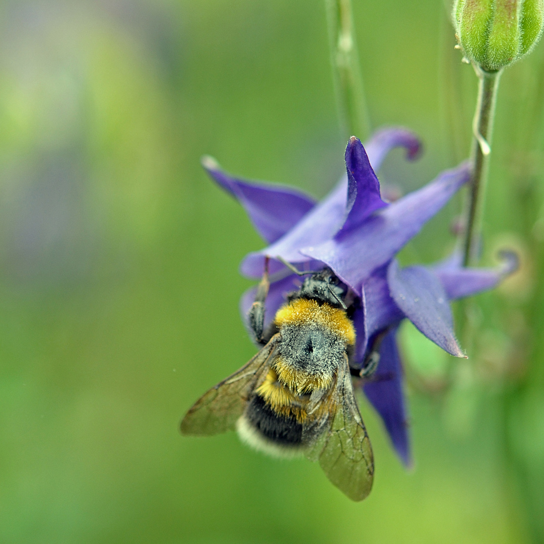 Hummel im  Akelei