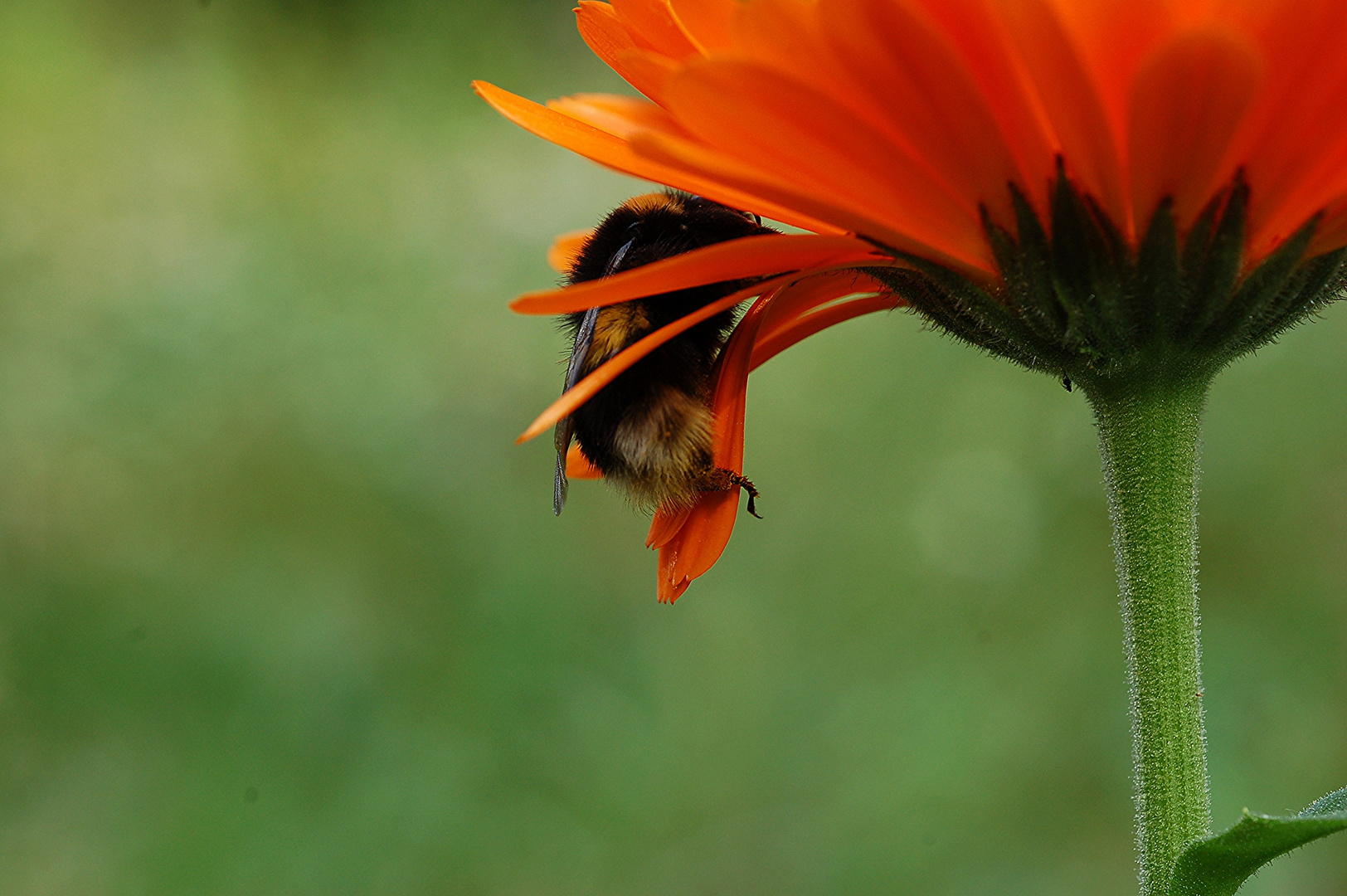 Hummel im Altweibersommer