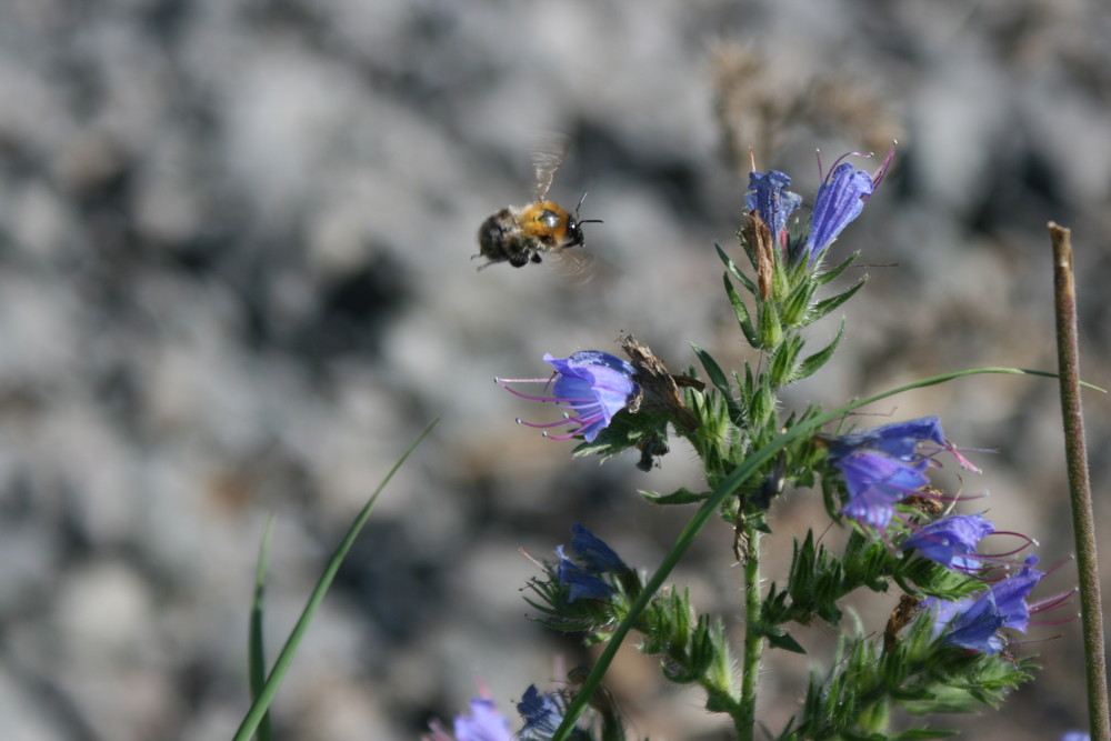 HUMMEL (im An) FLUG