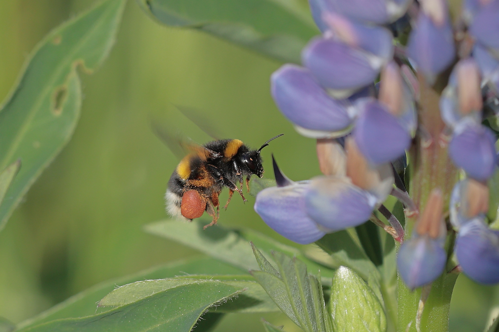  Hummel im Anflug ....