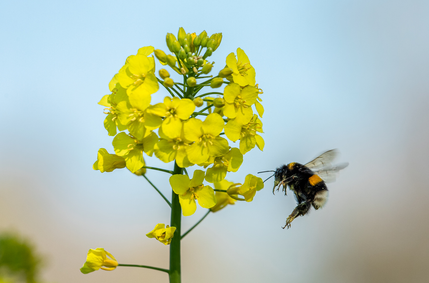 Hummel im Anflug 