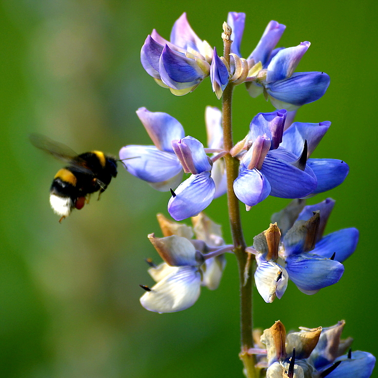 Hummel im Anflug 