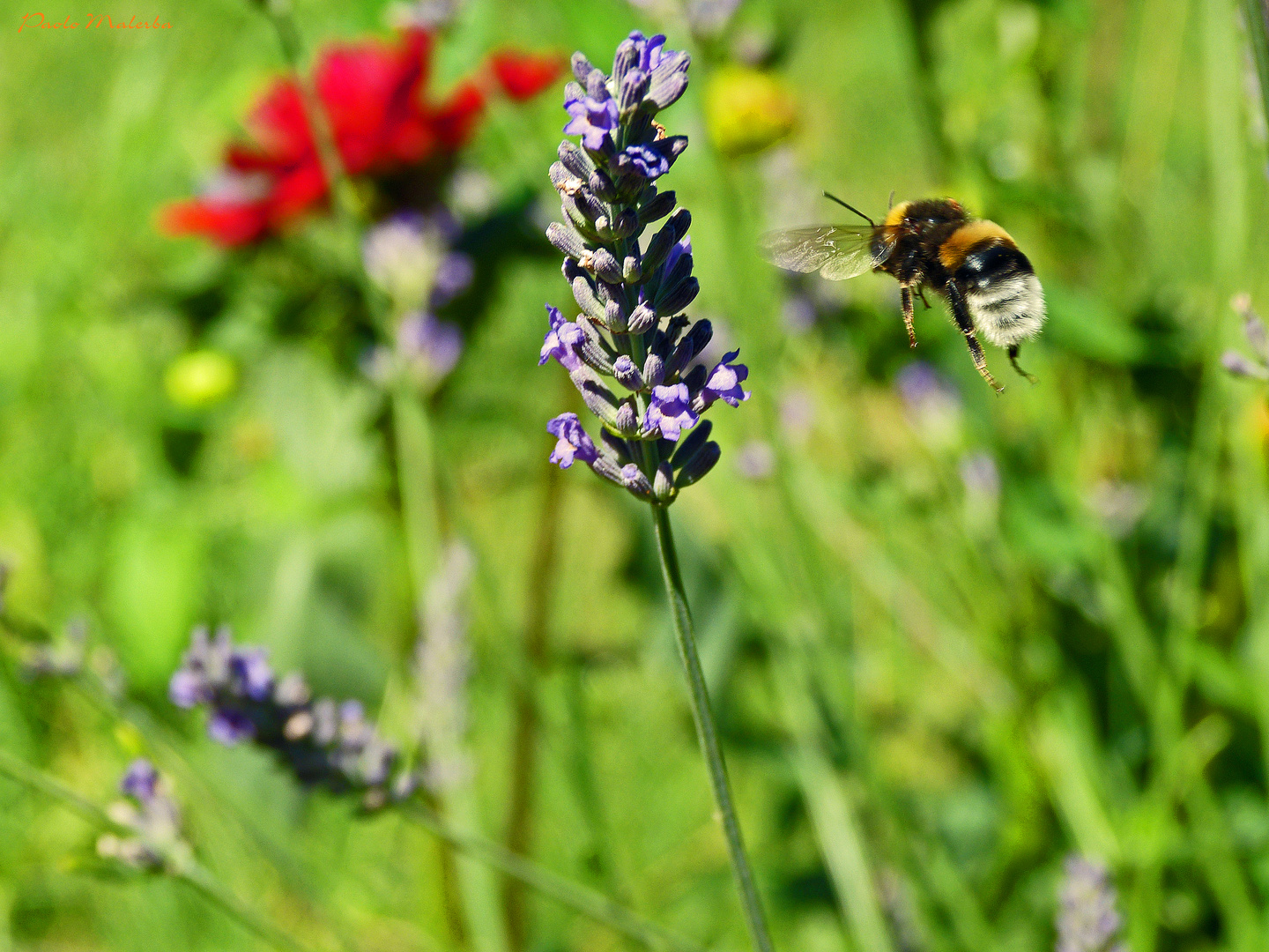 Hummel im Anflug