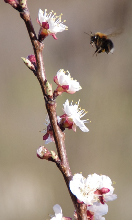 Hummel im Anflug