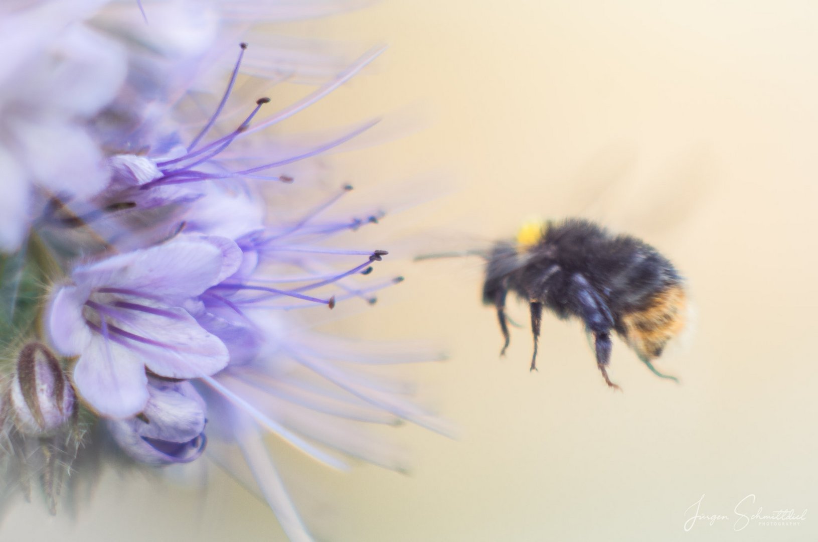 Hummel im Anflug