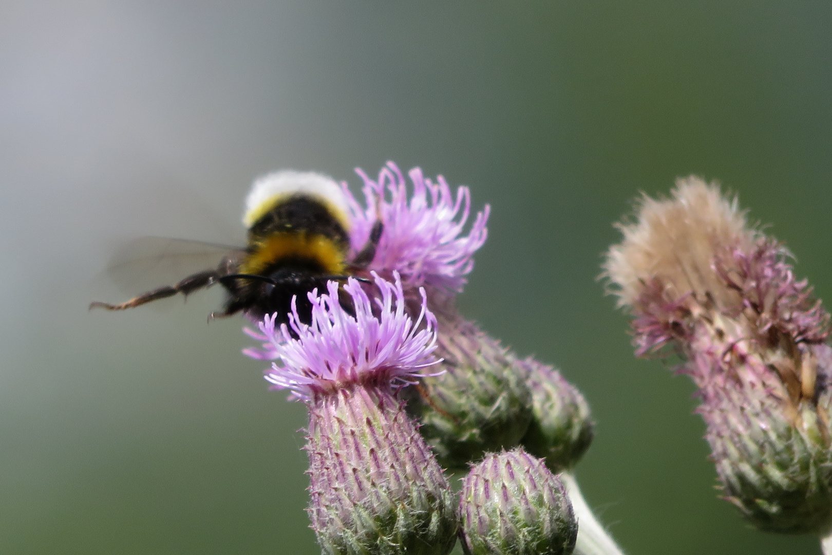 Hummel im Anflug