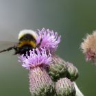 Hummel im Anflug