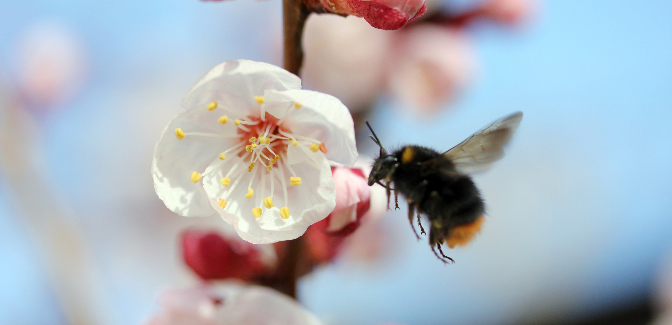 Hummel im Anflug 1