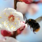 Hummel im Anflug 1