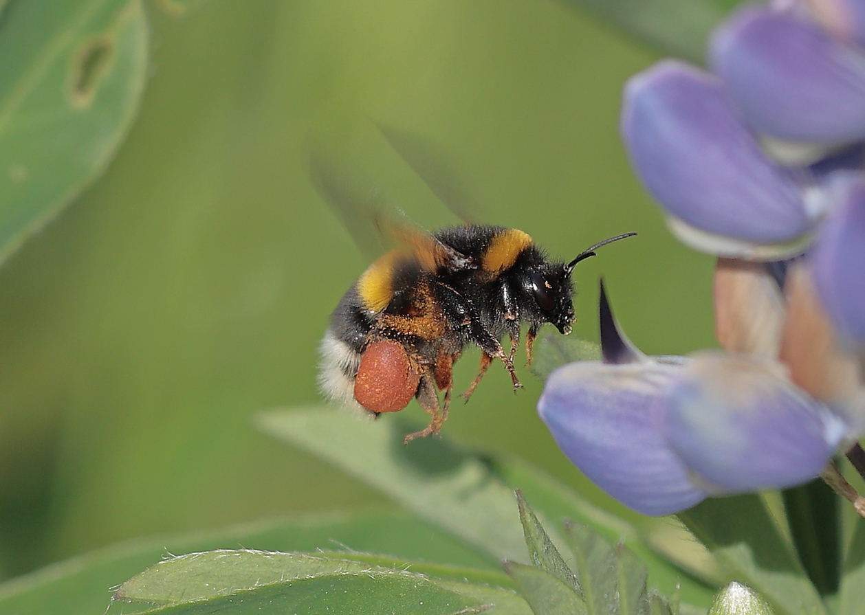  Hummel im Anflug