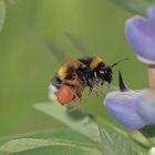  Hummel im Anflug