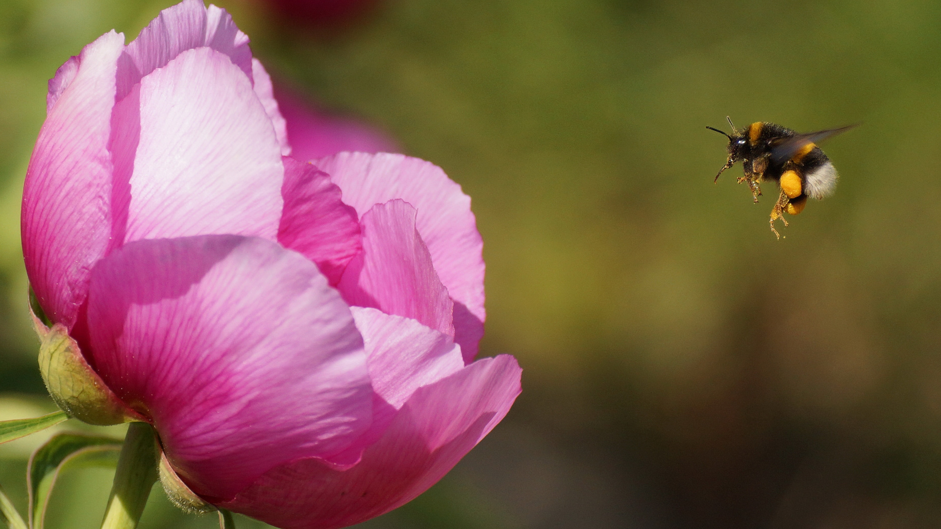 Hummel im Anflug.