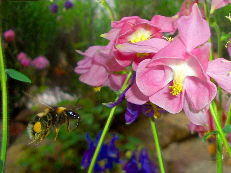 Hummel im Anflug