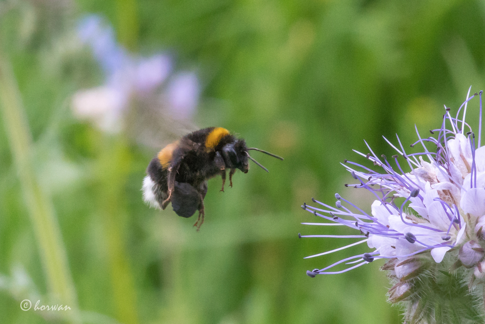 Hummel im Anflug