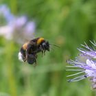 Hummel im Anflug