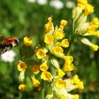 Hummel im Anflug