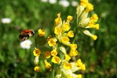 Hummel im Anflug