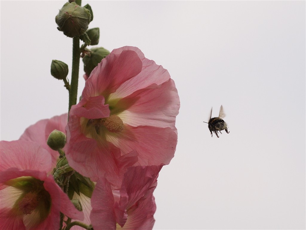 Hummel im Anflug...