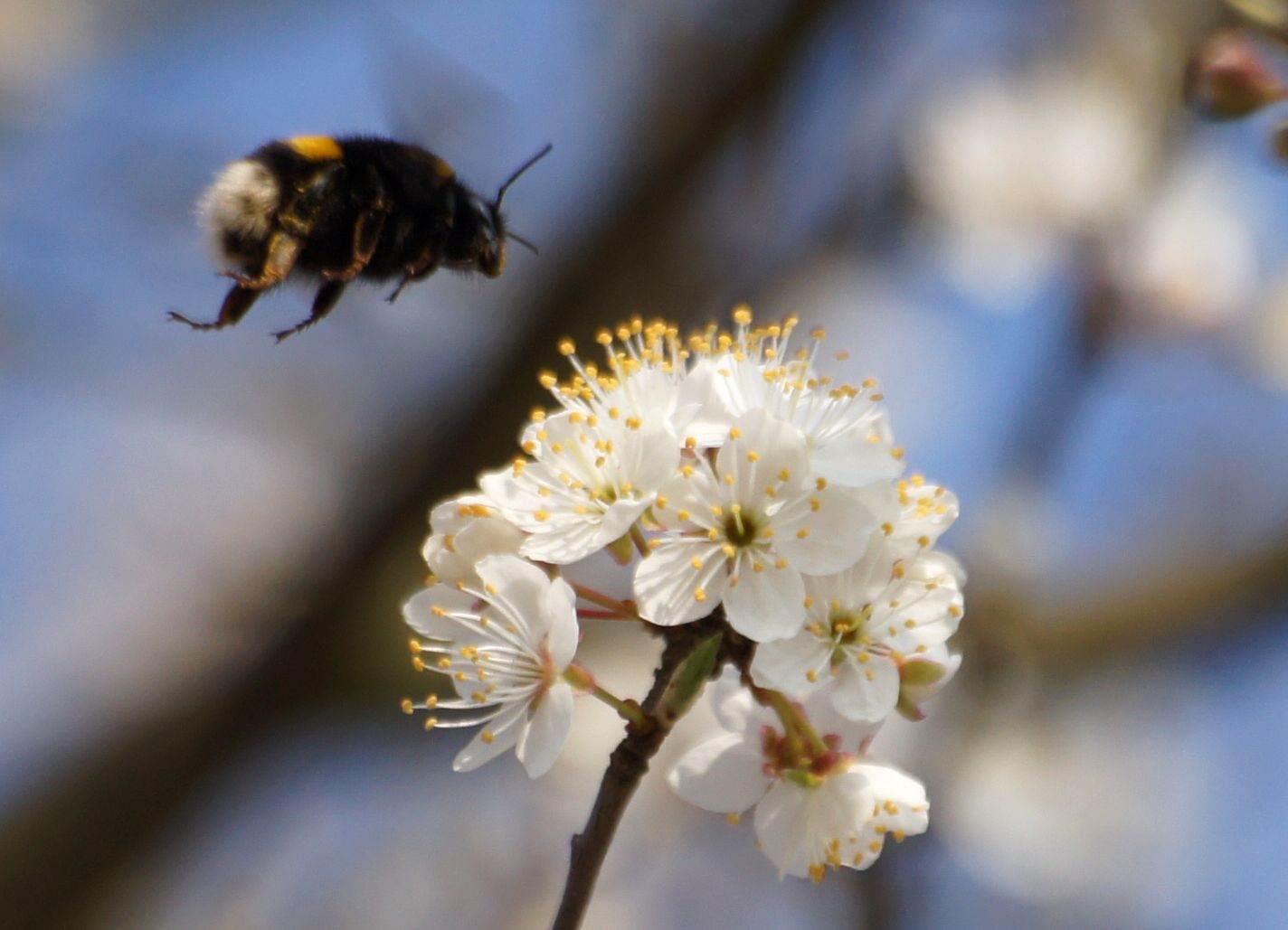 Hummel im Anflug...