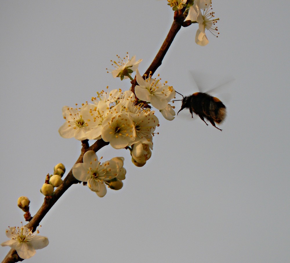 Hummel im Anflug