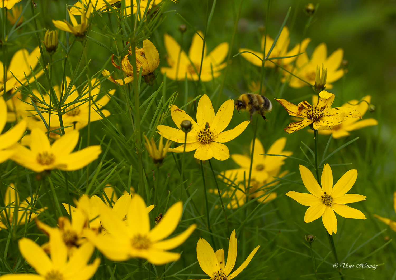 Hummel im Anflug